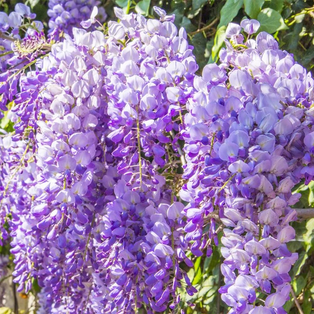 Amazon.com : QAUZUY GARDEN 10 Japanese Wisteria Floribunda Seeds